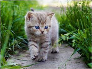 吃瓜娱乐酱猫,轻松月入过万，揭秘热门吃瓜群赚钱秘诀
