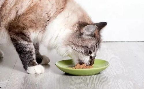 吃瓜娱乐酱猫,轻松月入过万，揭秘热门吃瓜群赚钱秘诀