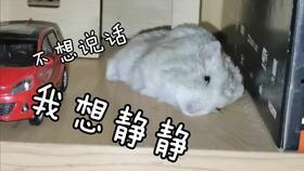 小鼠娱乐吃瓜,网络热点的幕后经济效应