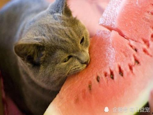 娱乐猫吃瓜,揭秘娱乐圈那些不为人知的幕后故事